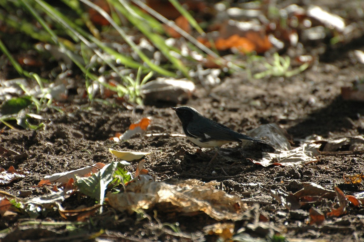 Black-throated Blue Warbler - ML184004631