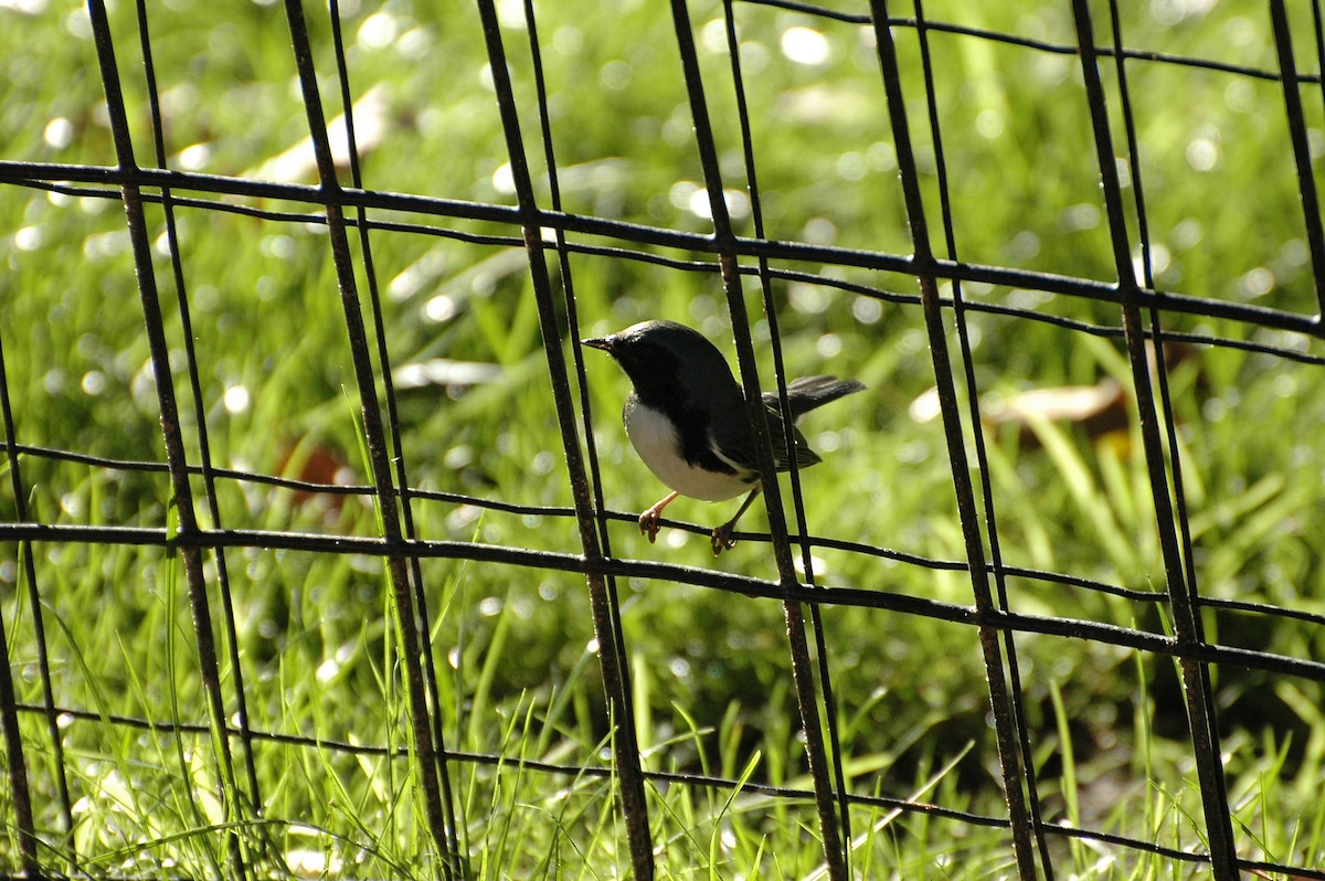 Black-throated Blue Warbler - ML184004641