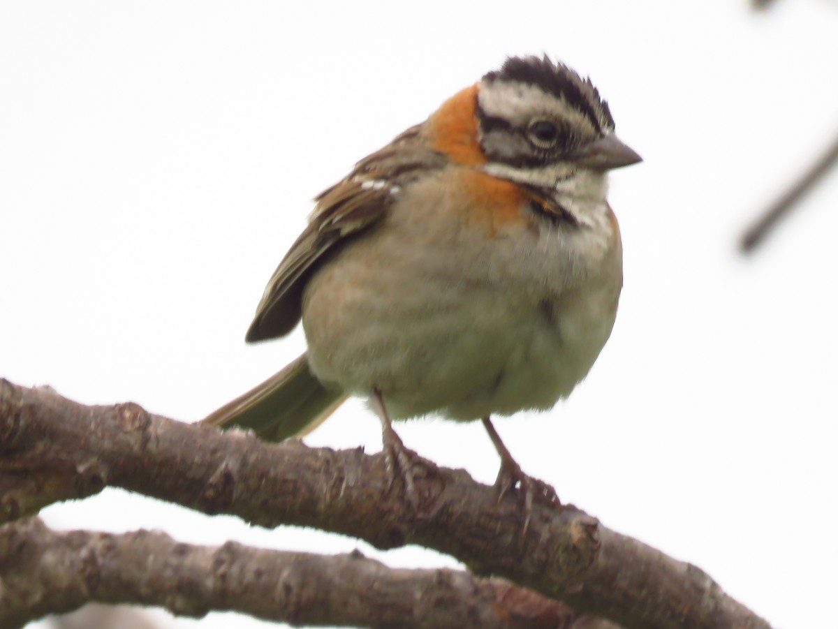 Rufous-collared Sparrow - ML184005281
