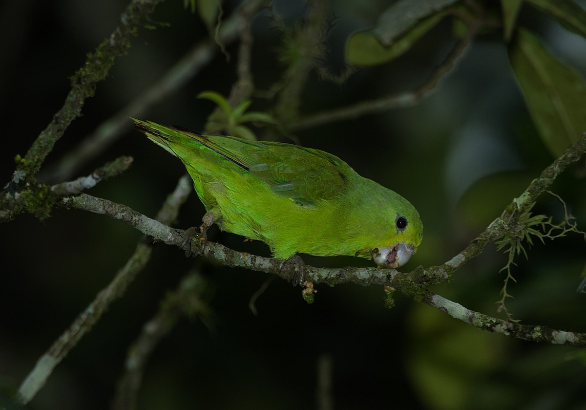 Blauflügel-Sperlingspapagei - ML184006921