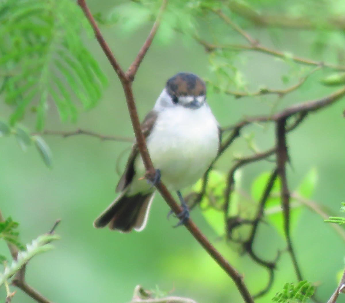 White-naped Xenopsaris - Julián Retamoza