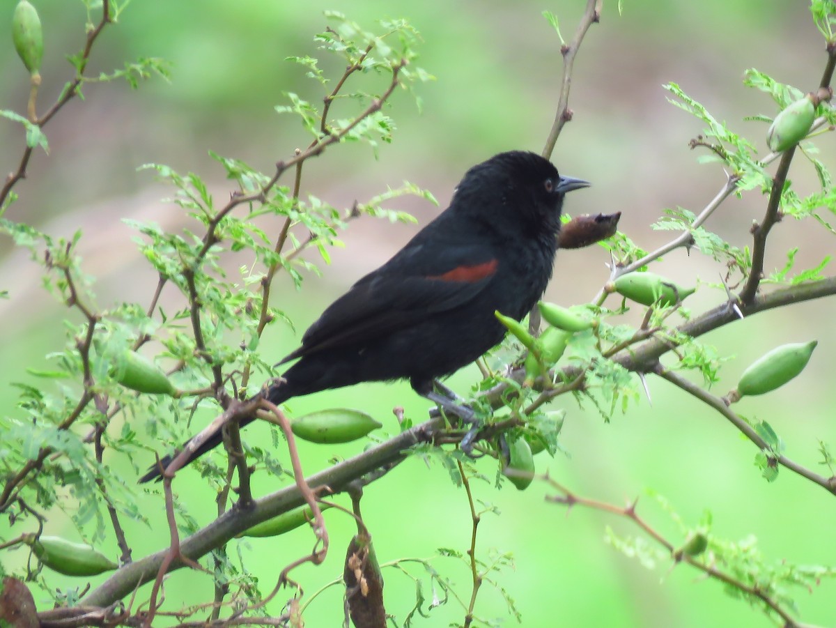 Variable Oriole - Julián Retamoza