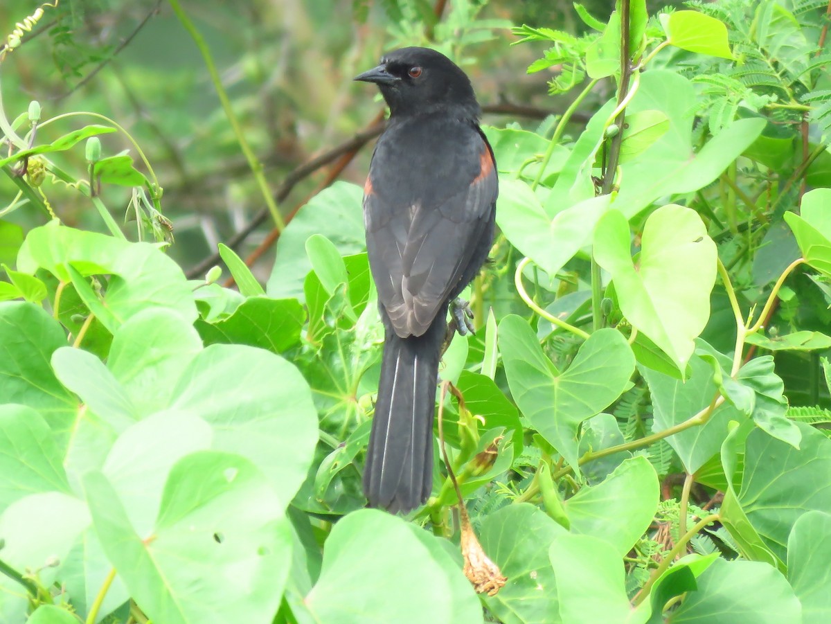 Variable Oriole - Julián Retamoza