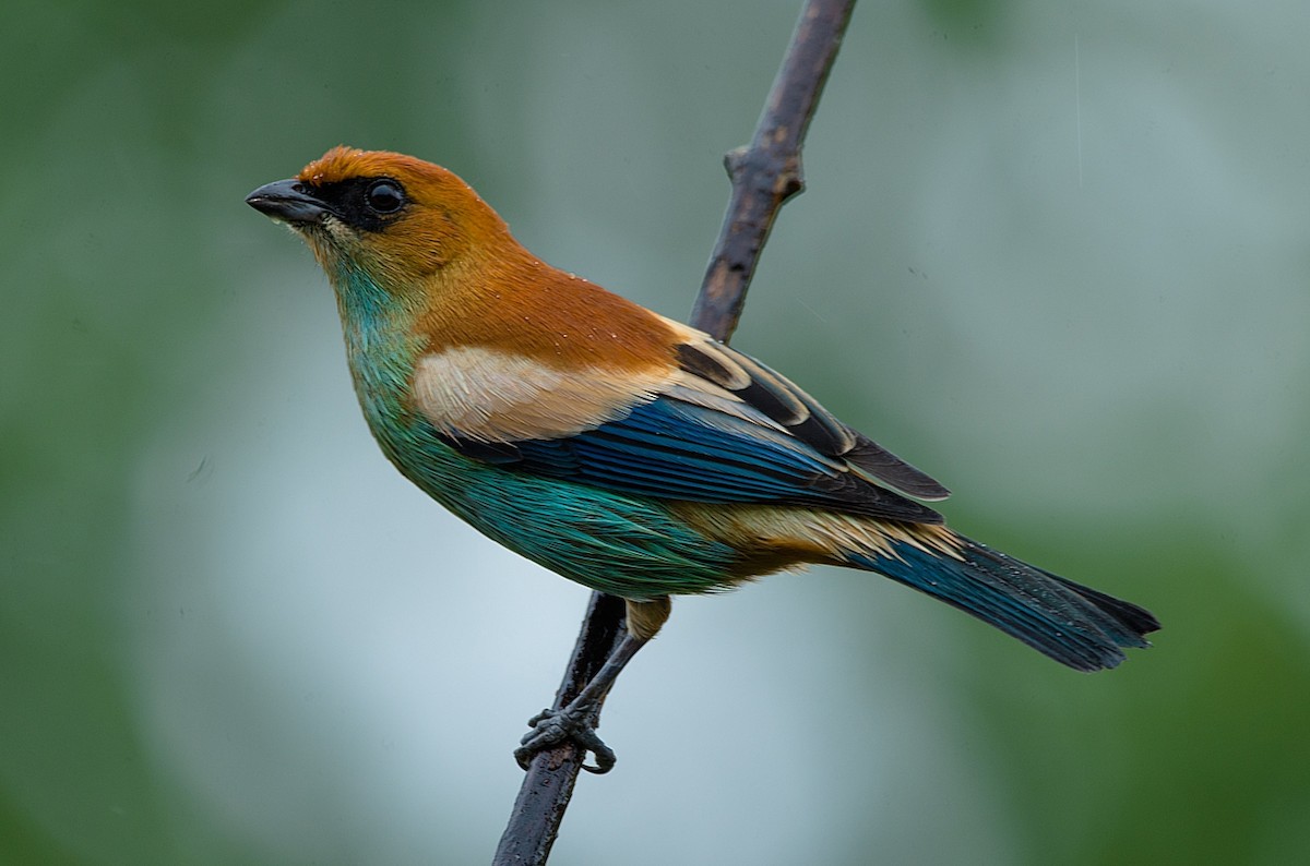 Chestnut-backed Tanager - LUCIANO BERNARDES