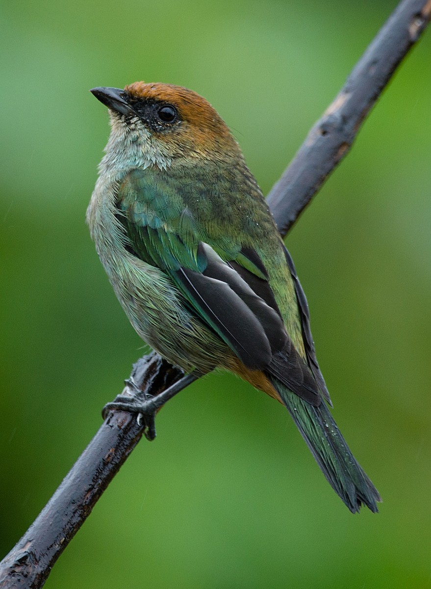 Chestnut-backed Tanager - LUCIANO BERNARDES