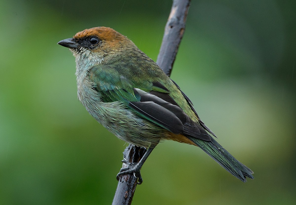 Chestnut-backed Tanager - LUCIANO BERNARDES