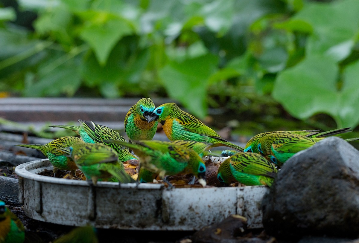 Brassy-breasted Tanager - ML184010381