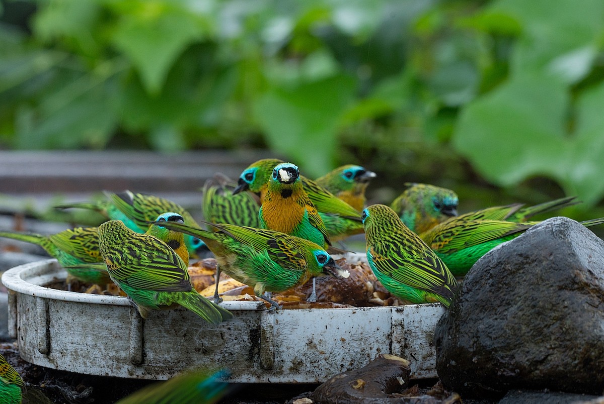 Brassy-breasted Tanager - ML184010401