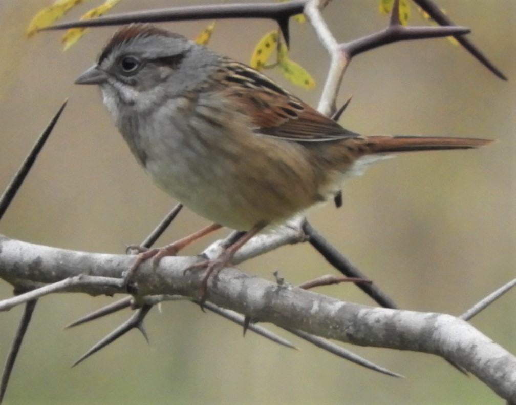 Swamp Sparrow - ML184010941