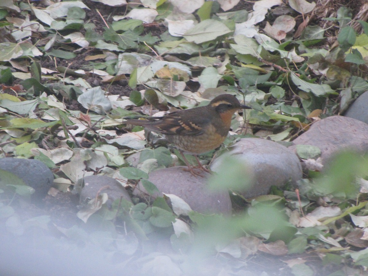 Varied Thrush - ML184011511