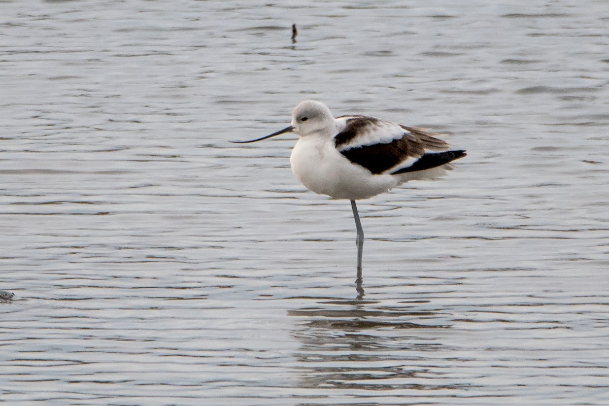 American Avocet - Sue Barth