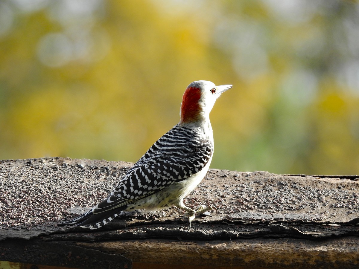Red-bellied Woodpecker - ML184013411