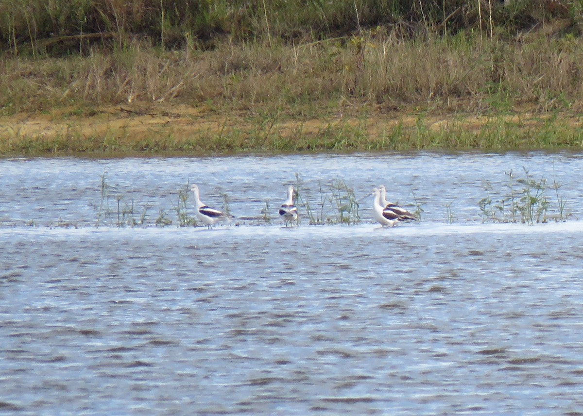 Avocette d'Amérique - ML184016171