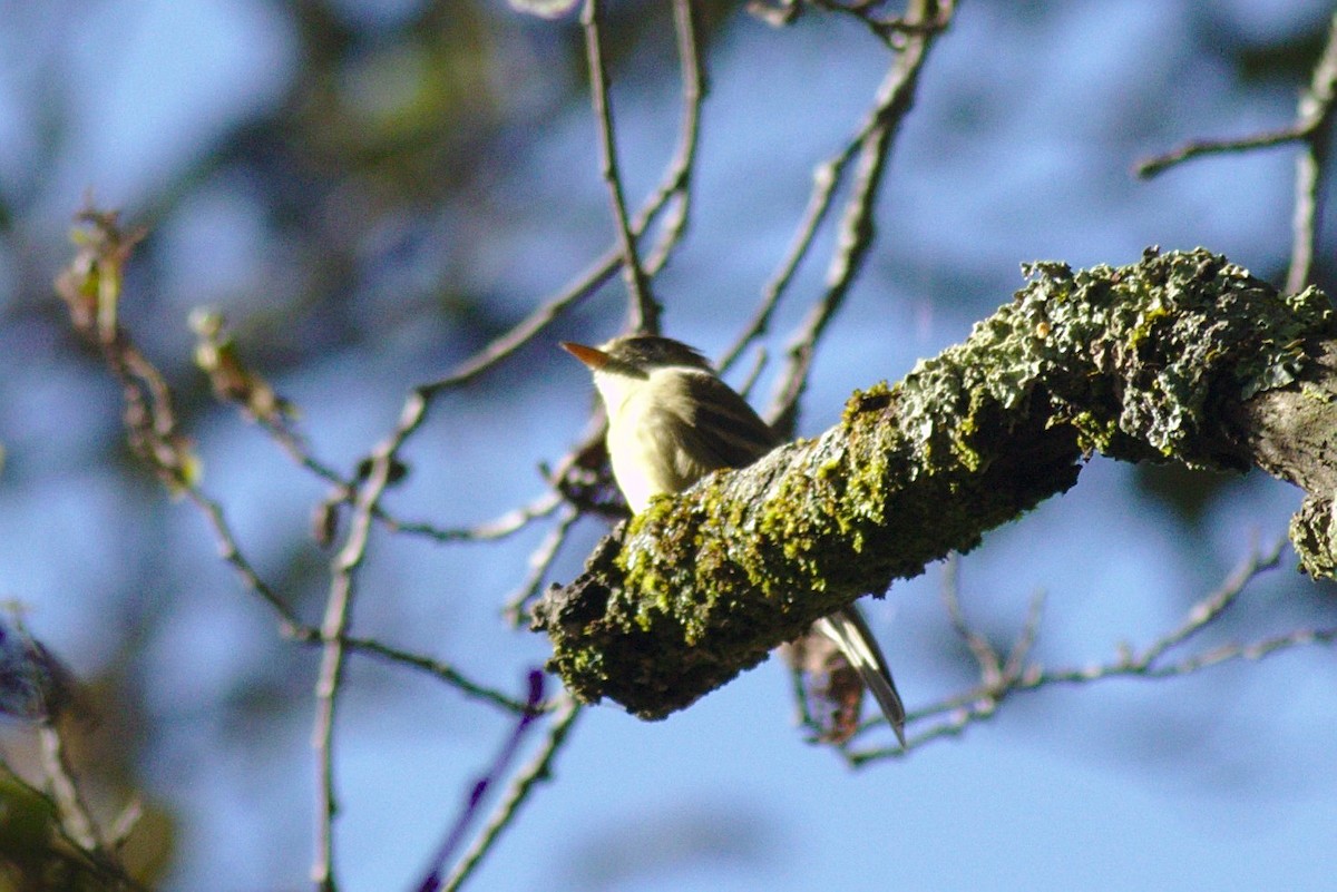 Pine Flycatcher - ML184017591