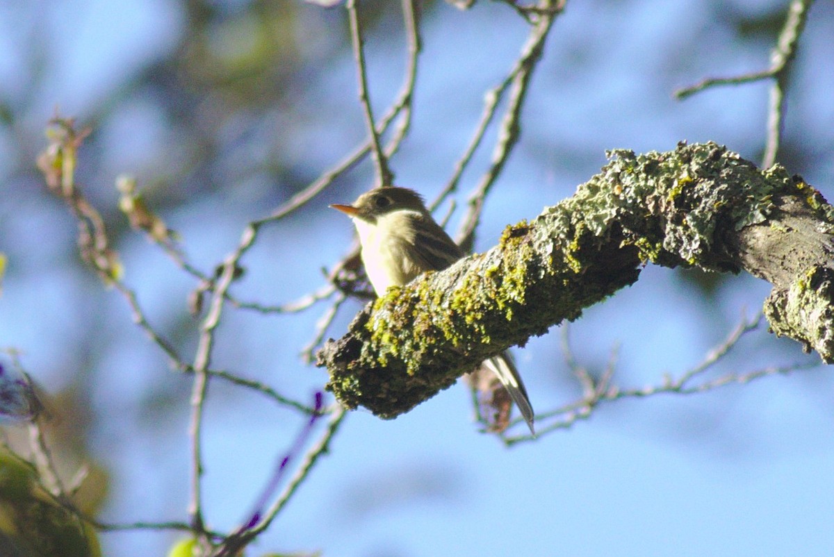 Pine Flycatcher - ML184017611