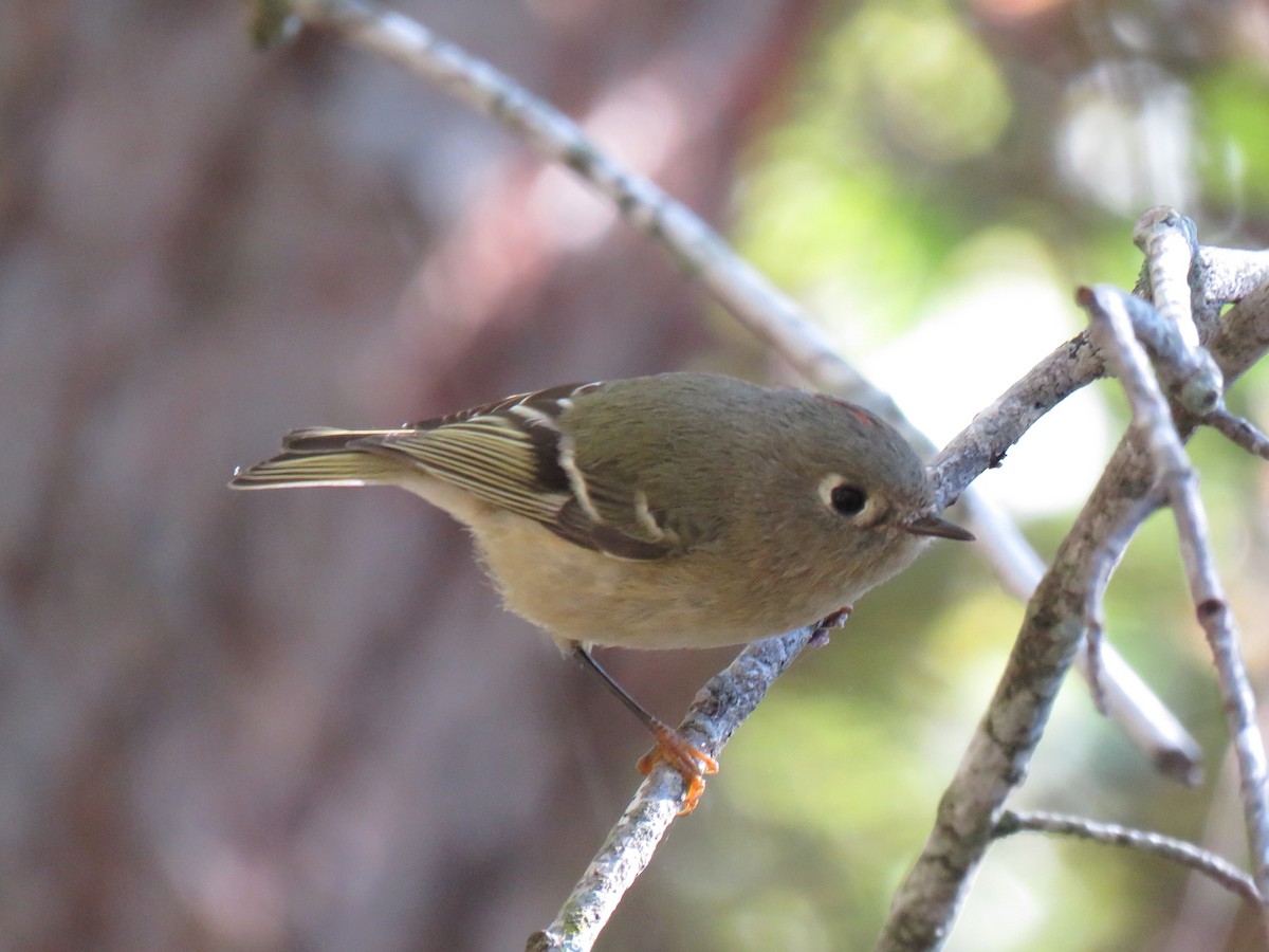 Ruby-crowned Kinglet - ML184017651