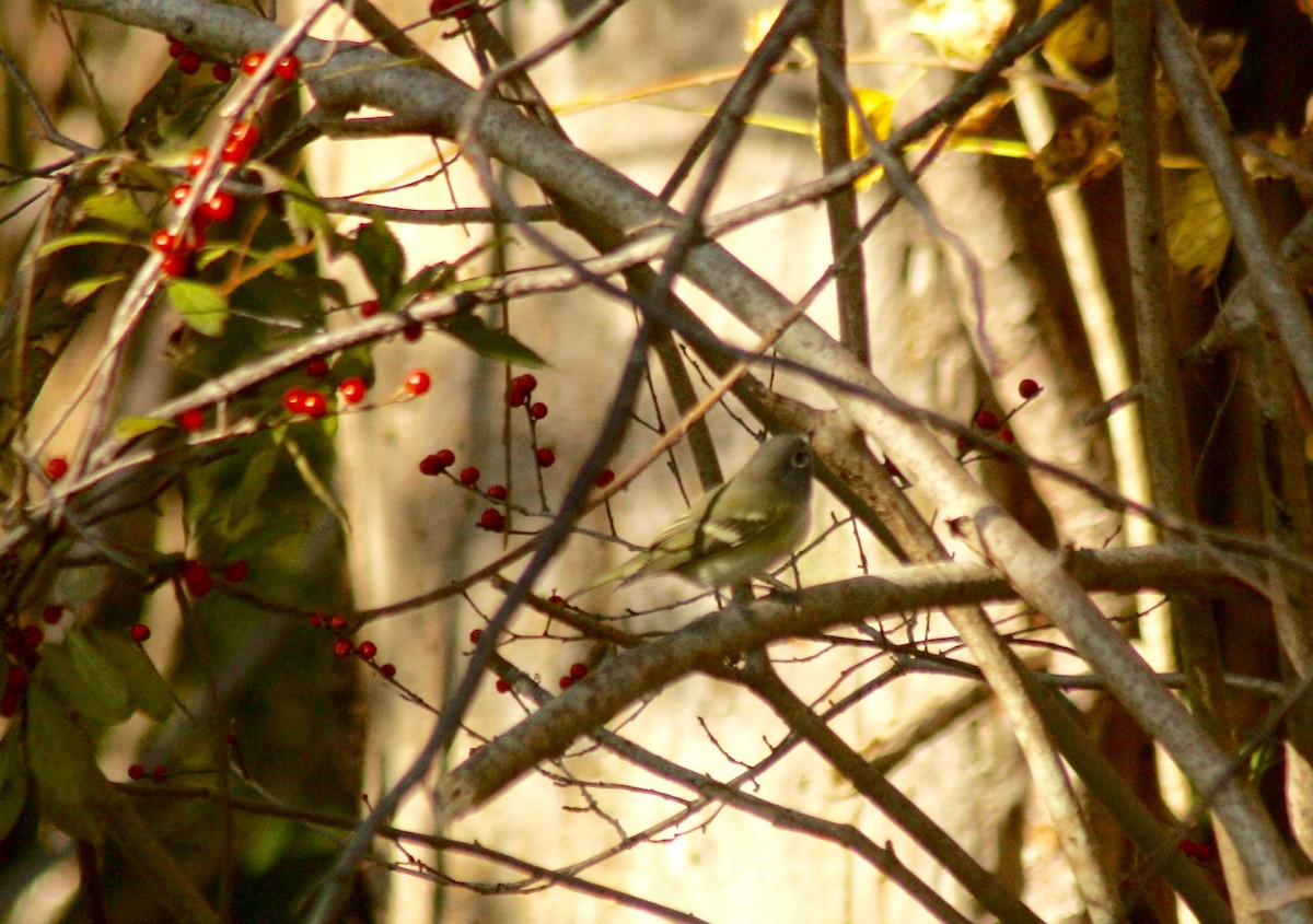 Blue-headed Vireo - ML184019951