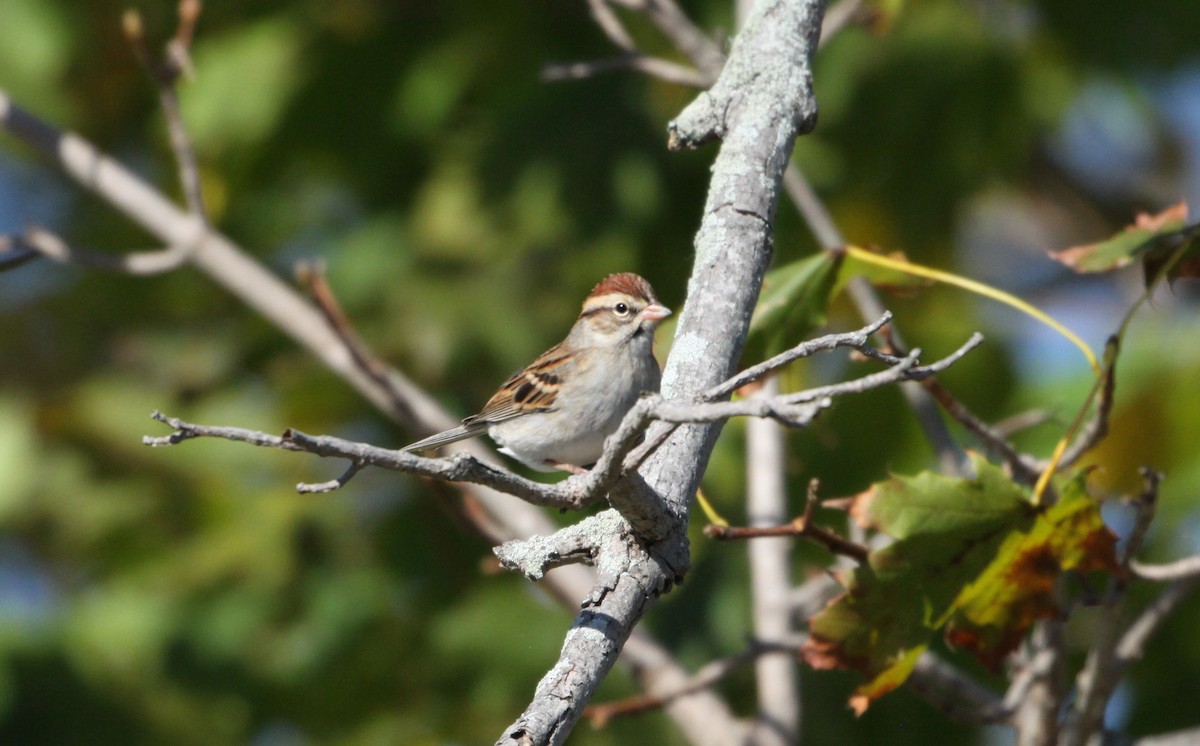 Chipping Sparrow - ML184021411