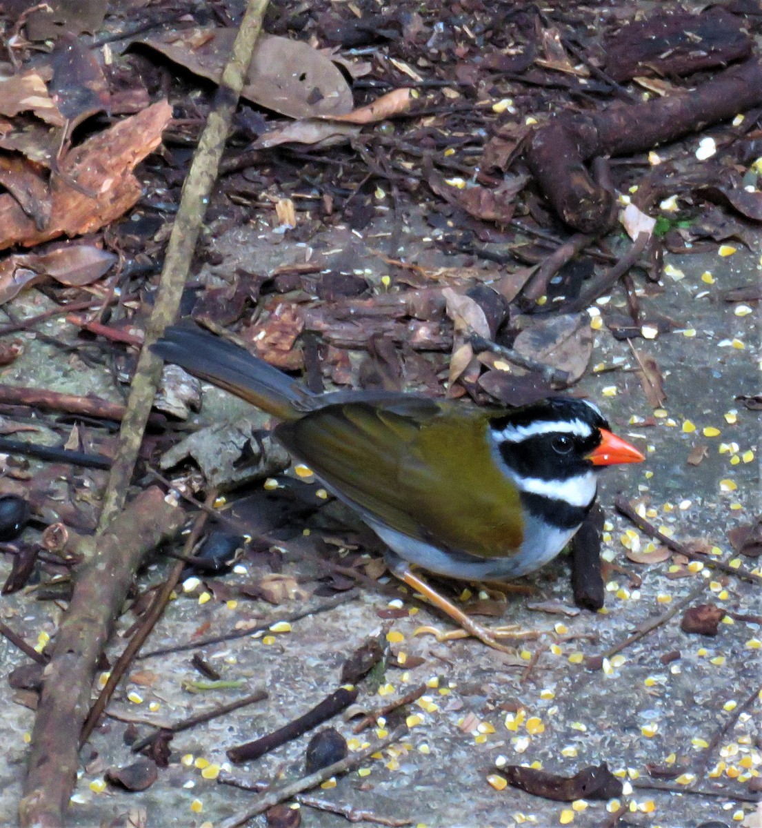 Orange-billed Sparrow - ML184022531