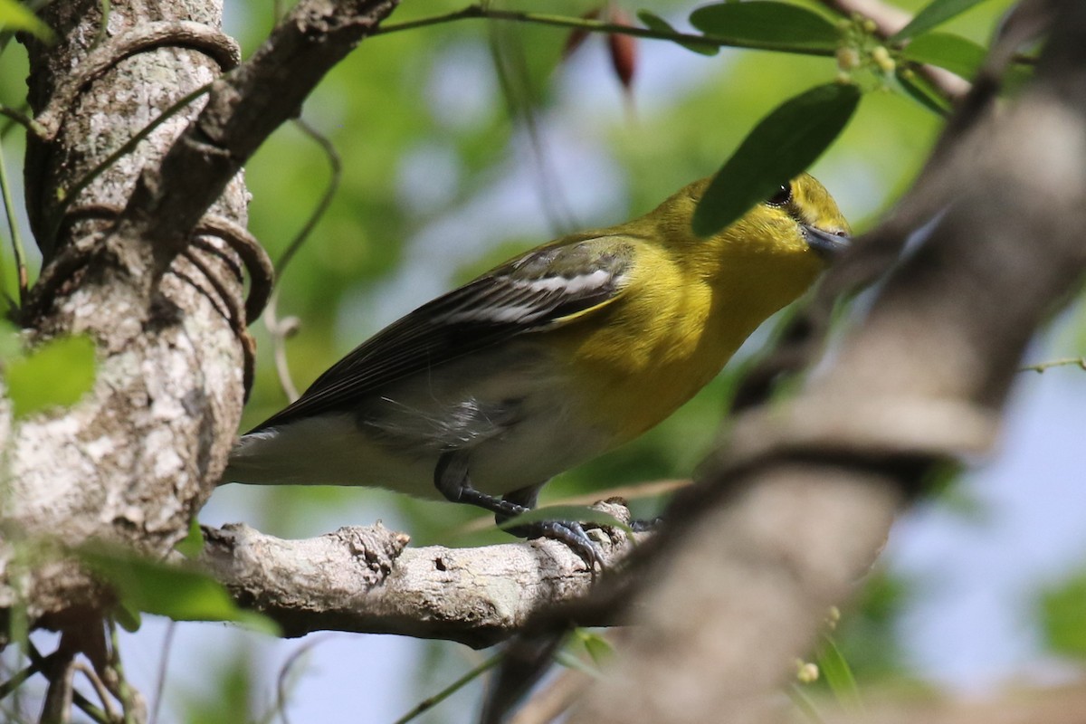 Yellow-throated Vireo - ML184022801