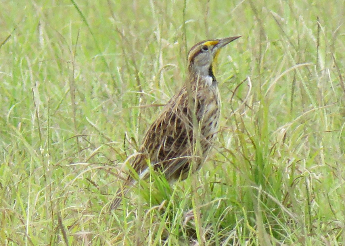 Eastern Meadowlark - ML184022981