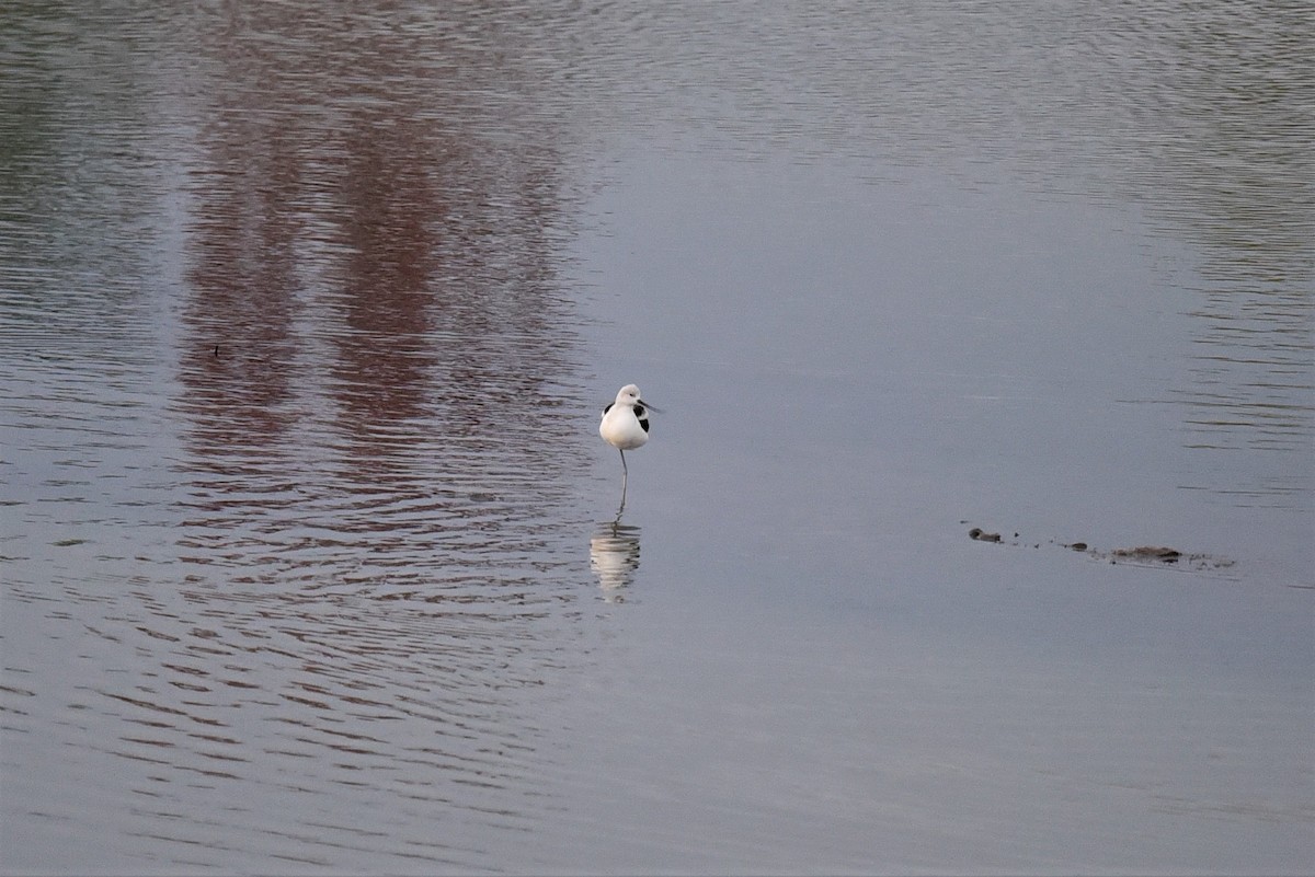 American Avocet - Mike Zebehazy