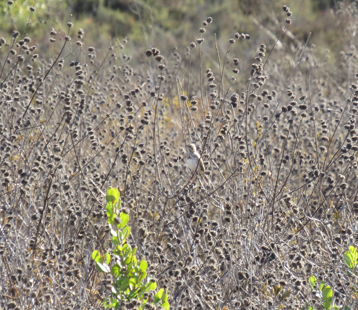 Savannah Sparrow - ML184024561
