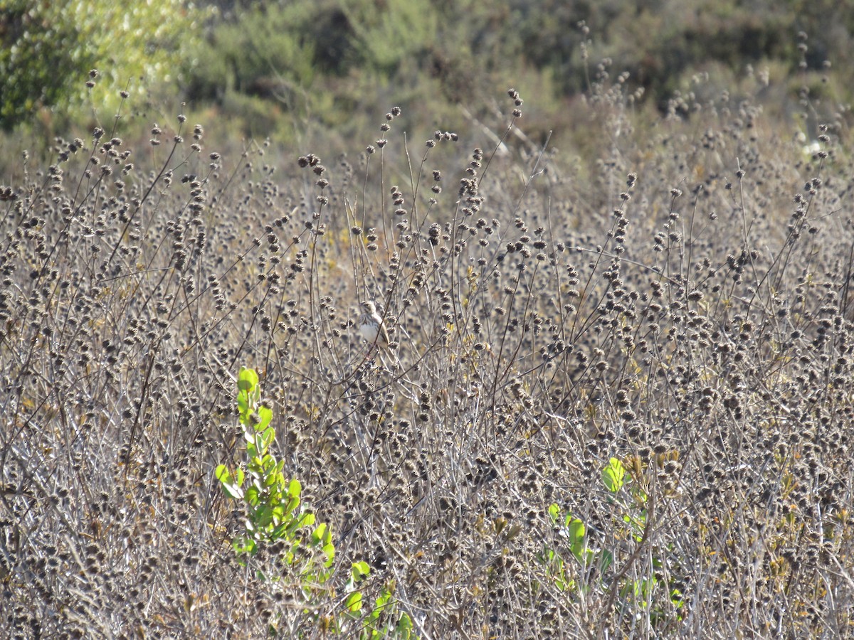 Savannah Sparrow - ML184024651