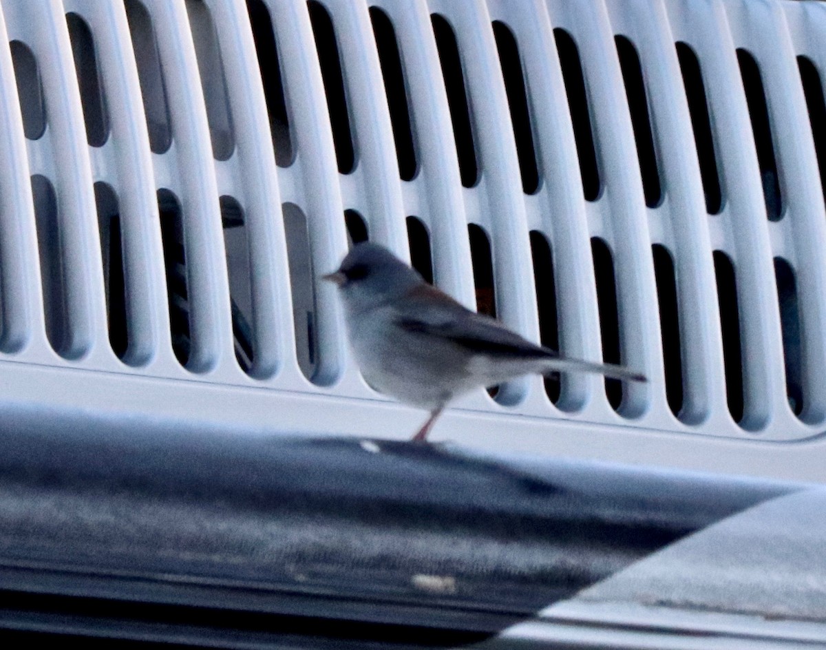 Junco Ojioscuro (dorsalis) - ML184024881