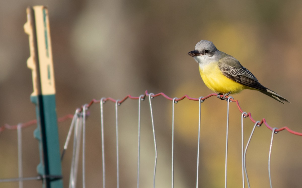 Tropical Kingbird - Max McCarthy