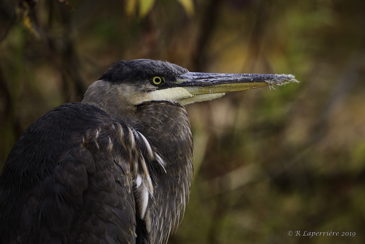 Great Blue Heron - René Laperrière