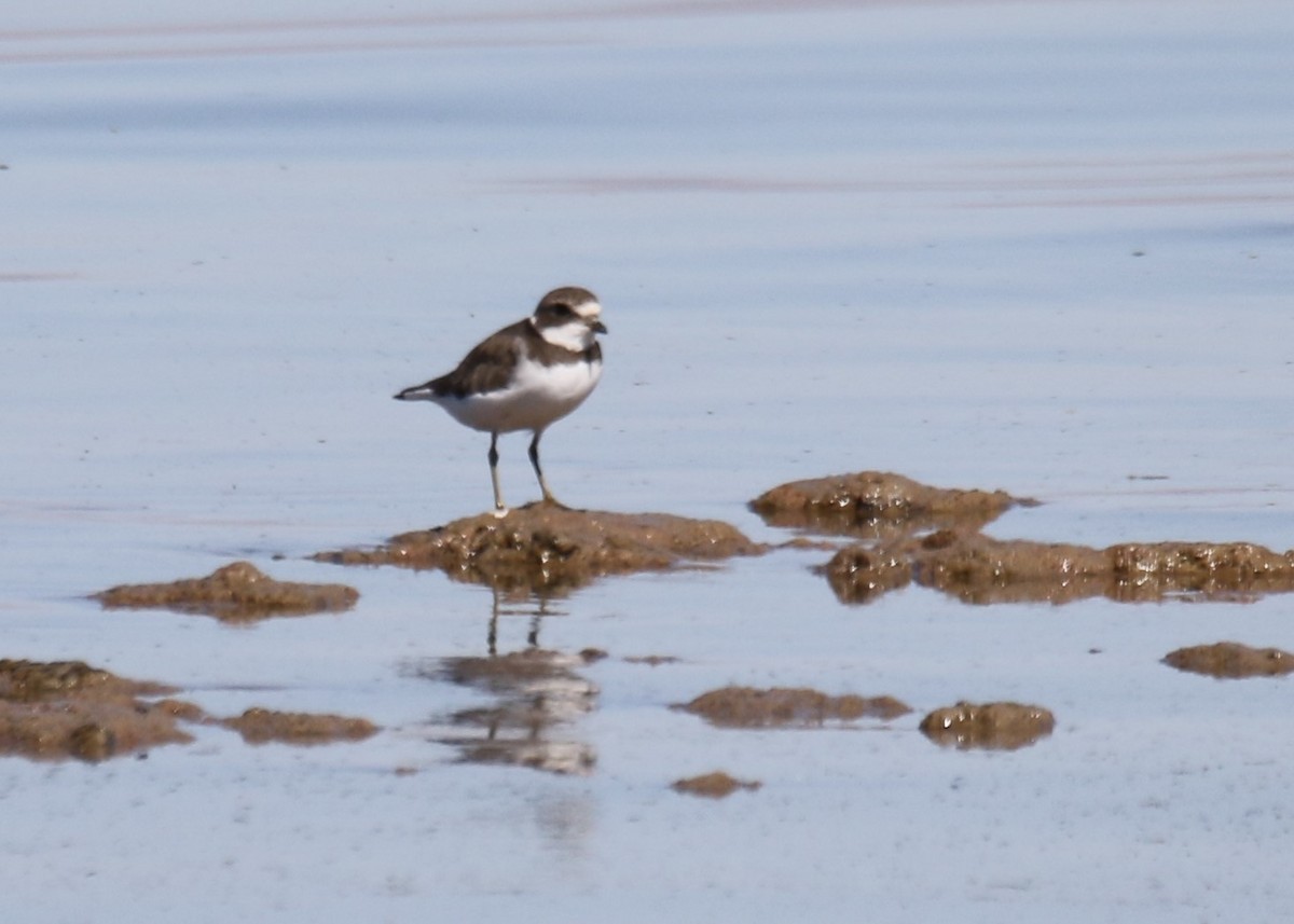 Semipalmated Plover - ML184028011