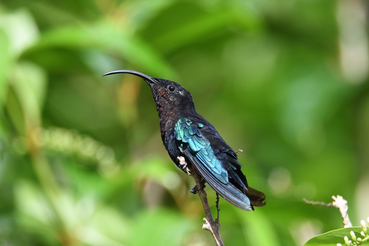 Purple-throated Carib - ML184032591