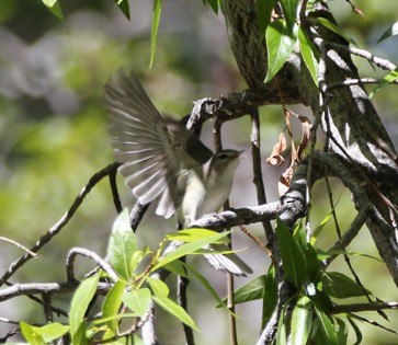 Warbling Vireo - ML184033701