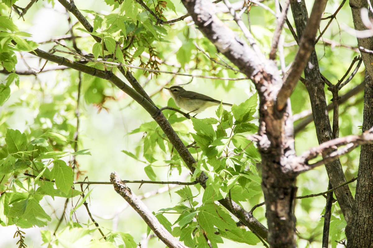 Warbling Vireo - ML184033711