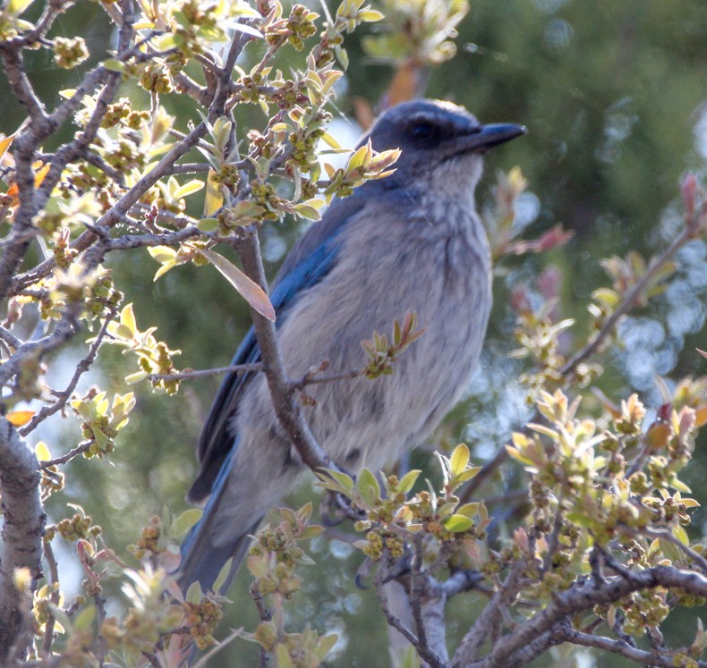 Woodhouse's Scrub-Jay - ML184033741