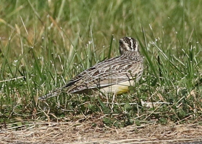 Western Meadowlark - ML184035091