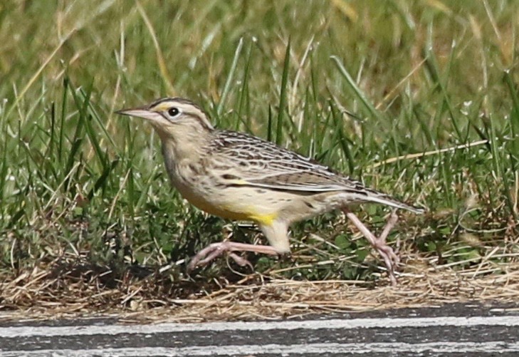 Western Meadowlark - Frank Mantlik