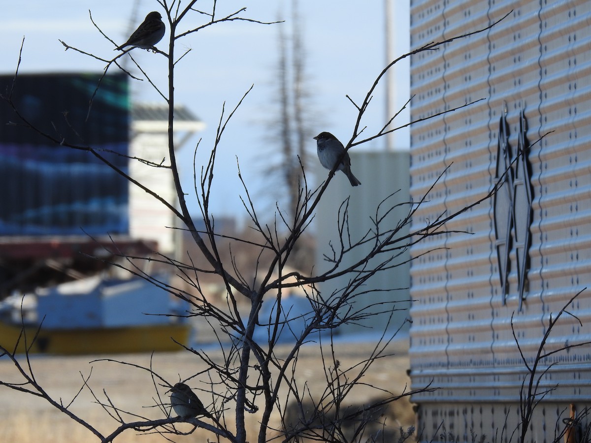 イエスズメ - ML184035251