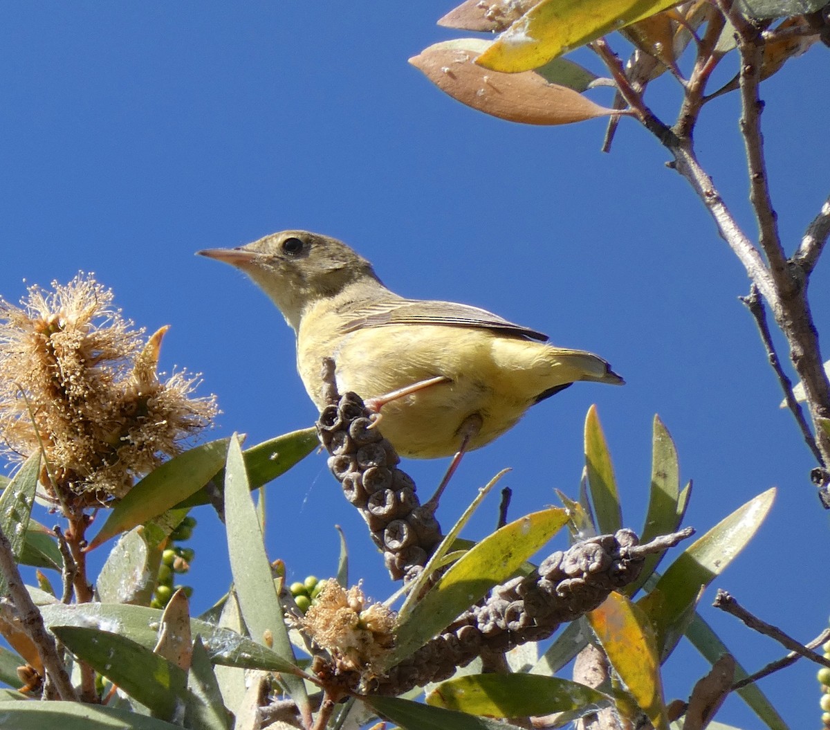 Yellow Warbler - ML184037281