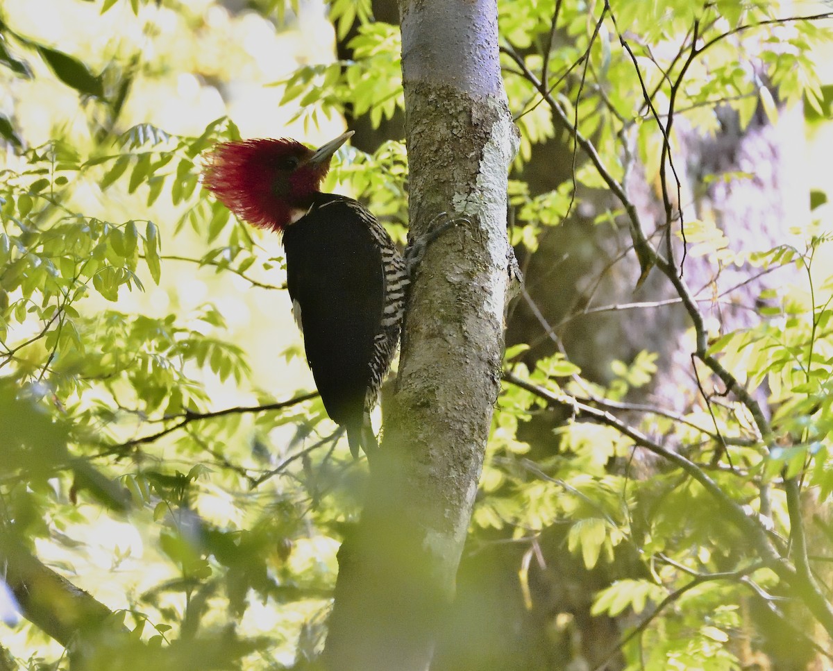 Helmeted Woodpecker - ML184037731