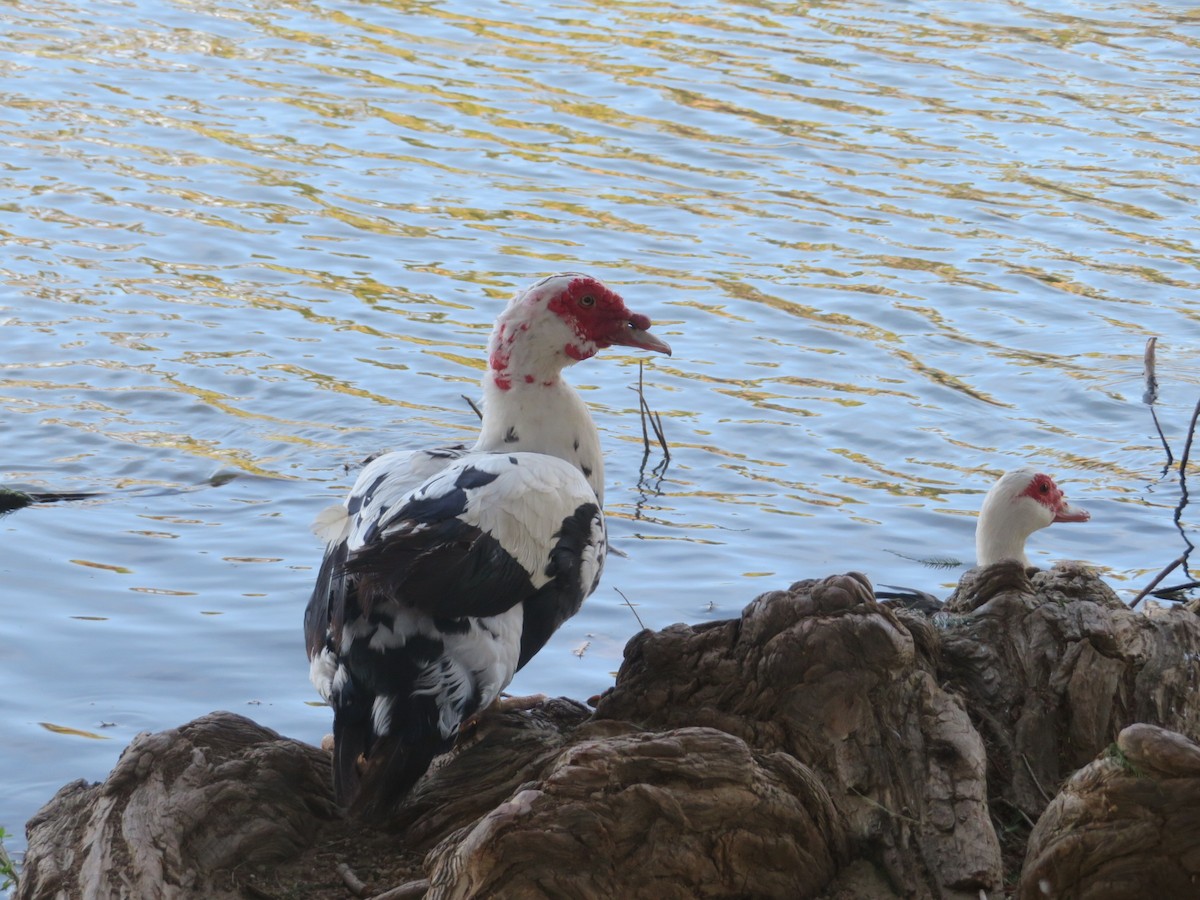 Muscovy Duck (Domestic type) - ML184038381