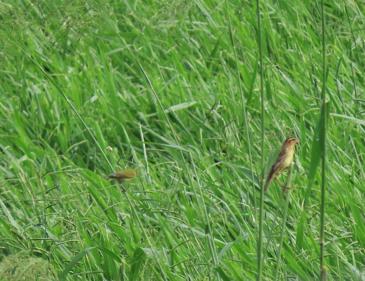 Bobolink - Alfonso Auerbach