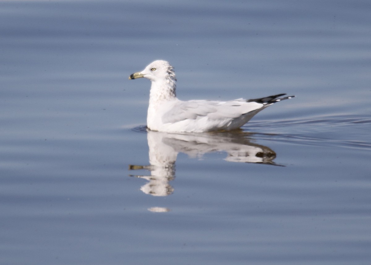 Ring-billed Gull - ML184039081