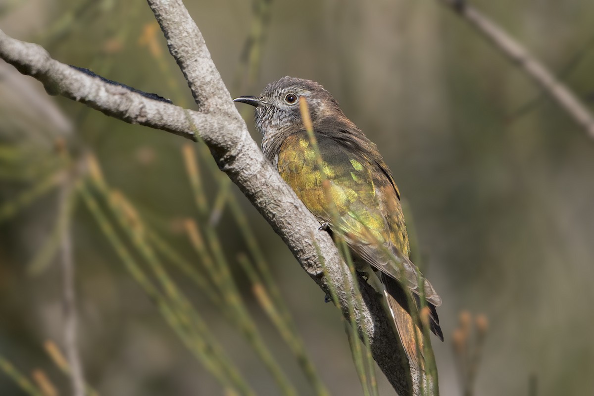 Shining Bronze-Cuckoo - Bradley Hacker 🦜