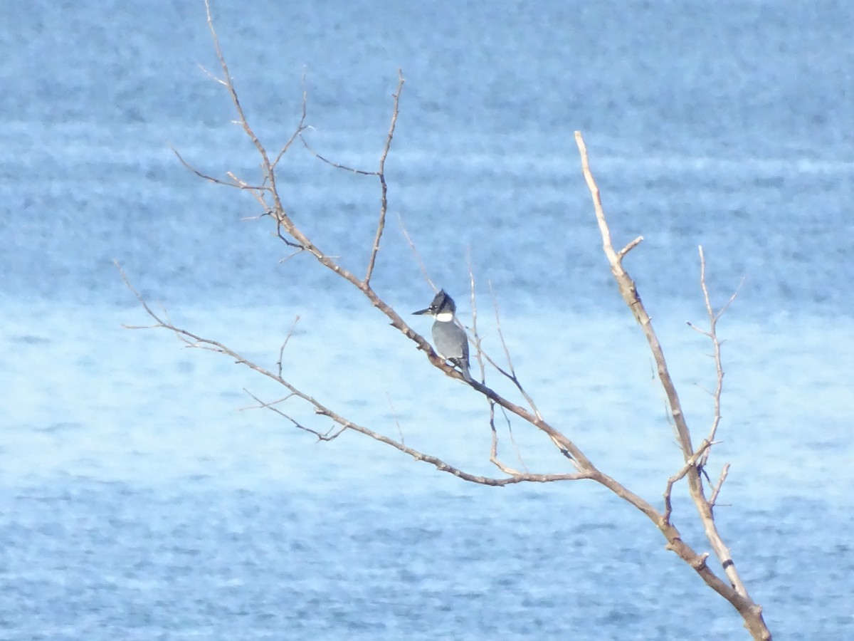 Belted Kingfisher - ML184040821
