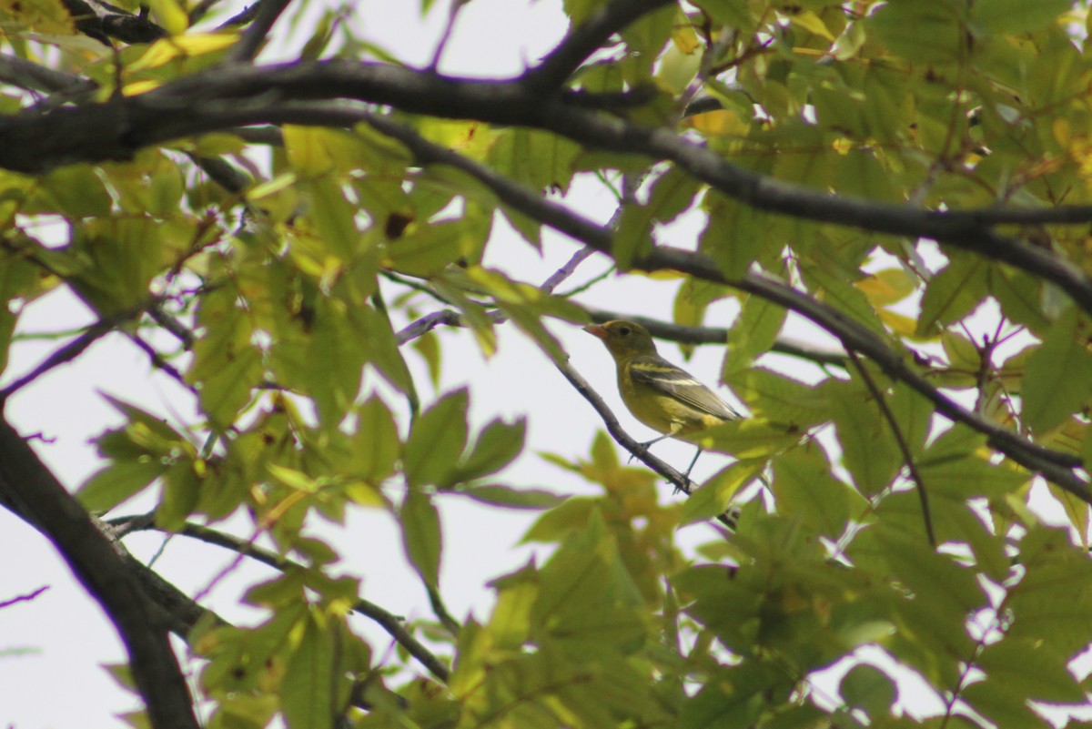 Western Tanager - ML184040901
