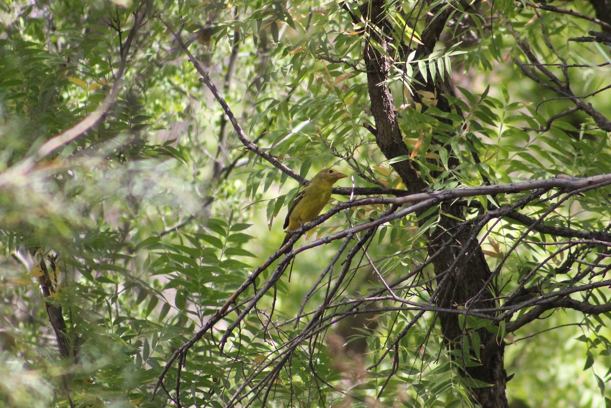 Western Tanager - ML184040981