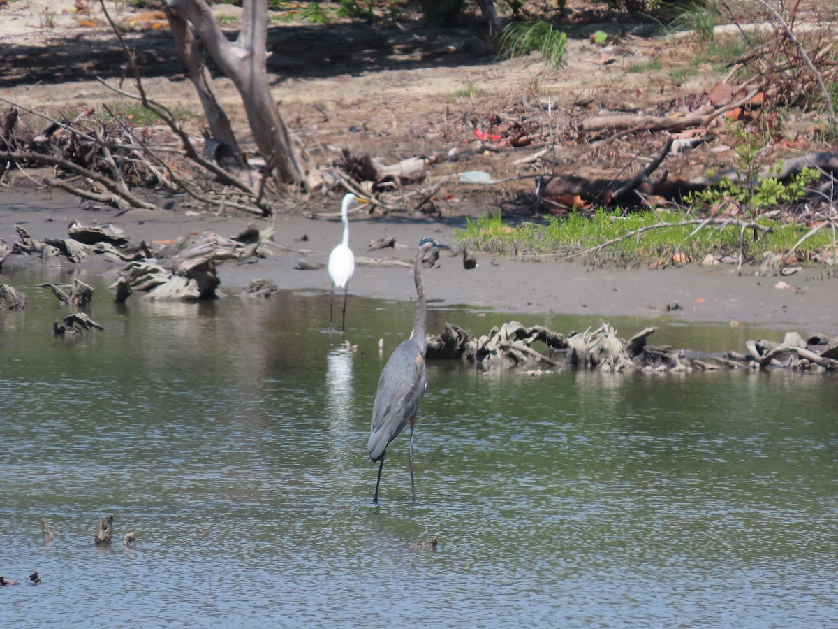 Great Blue Heron - ML184042501