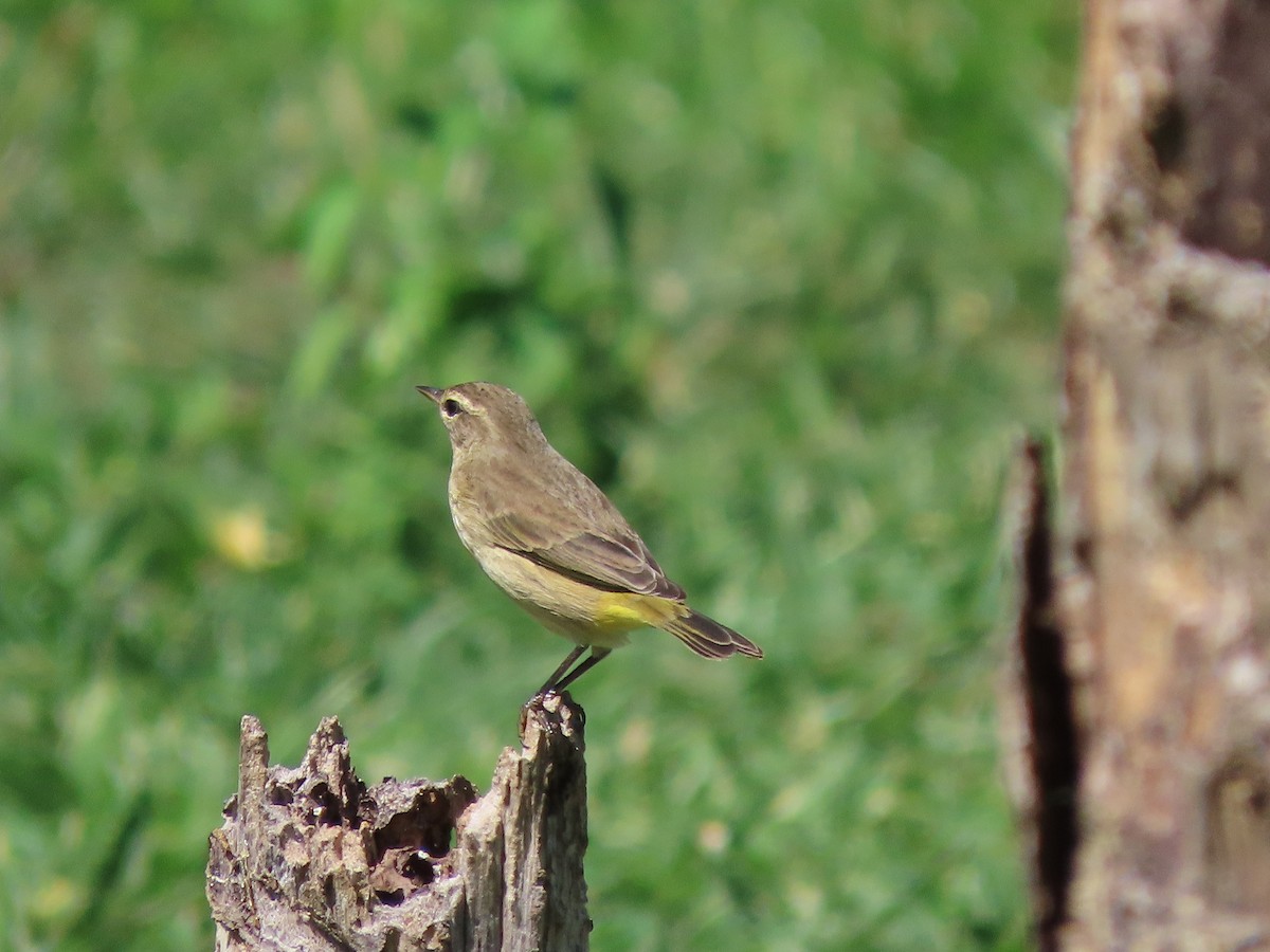 Palm Warbler - ML184042651